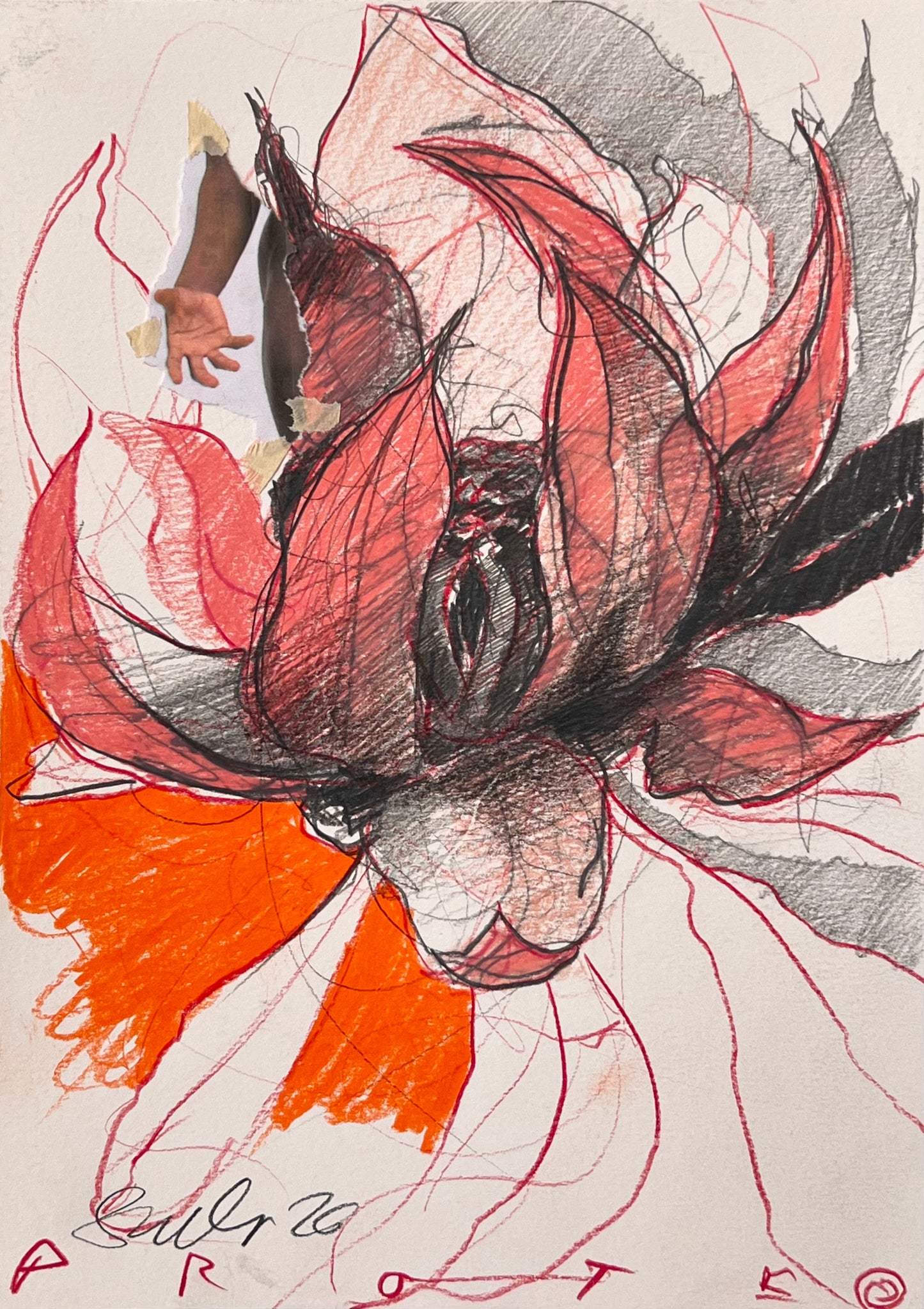PINK PROTEA