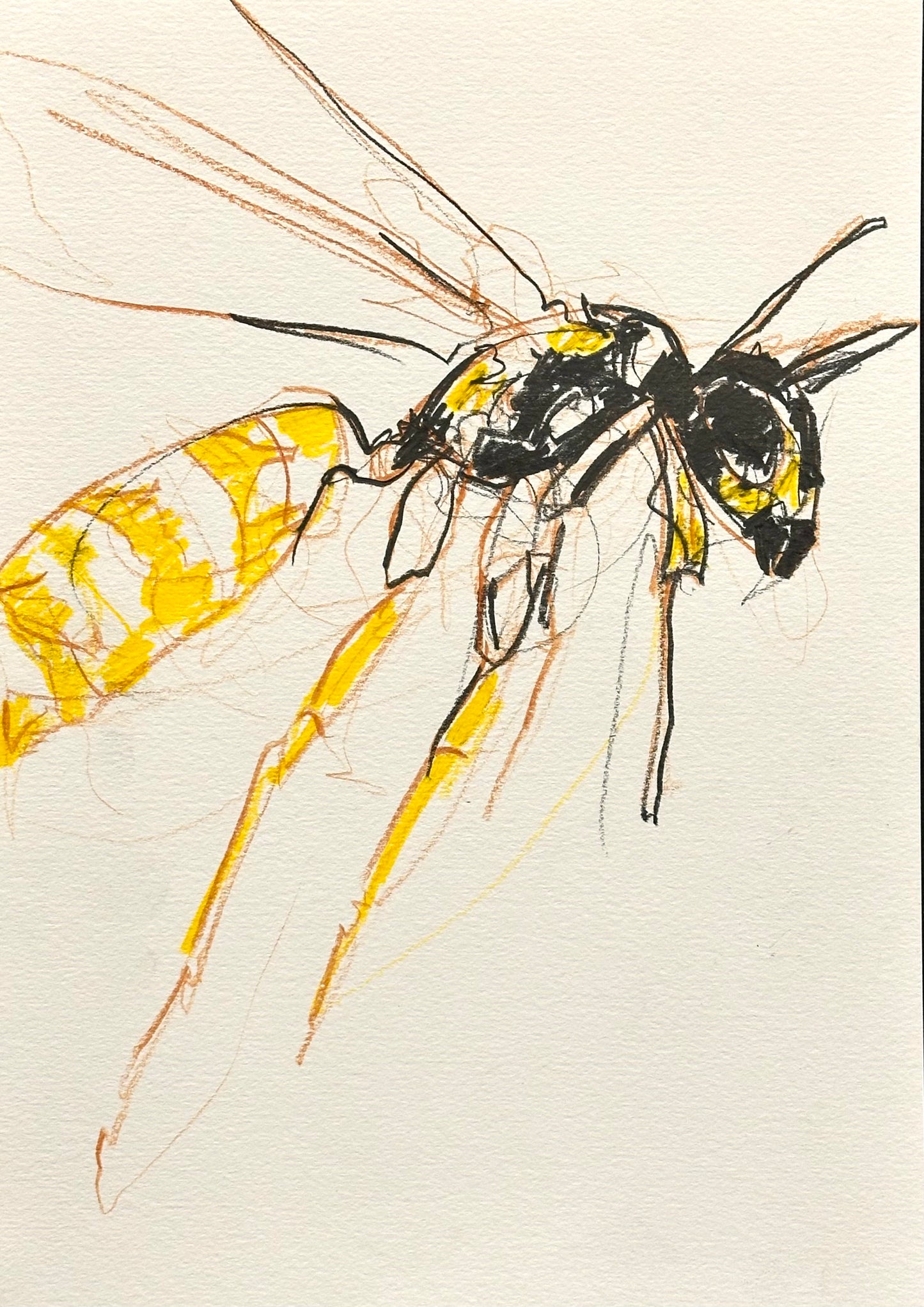 SECHS INSEKTENZEICHNUNGEN IM SET