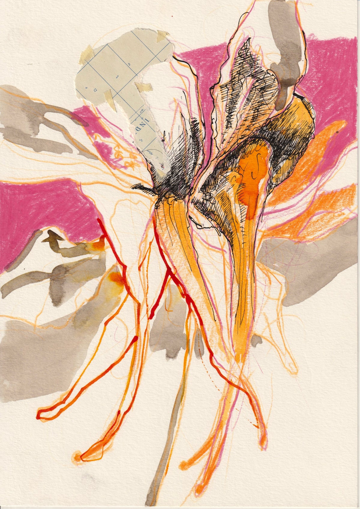 143 - BLUME MIT A