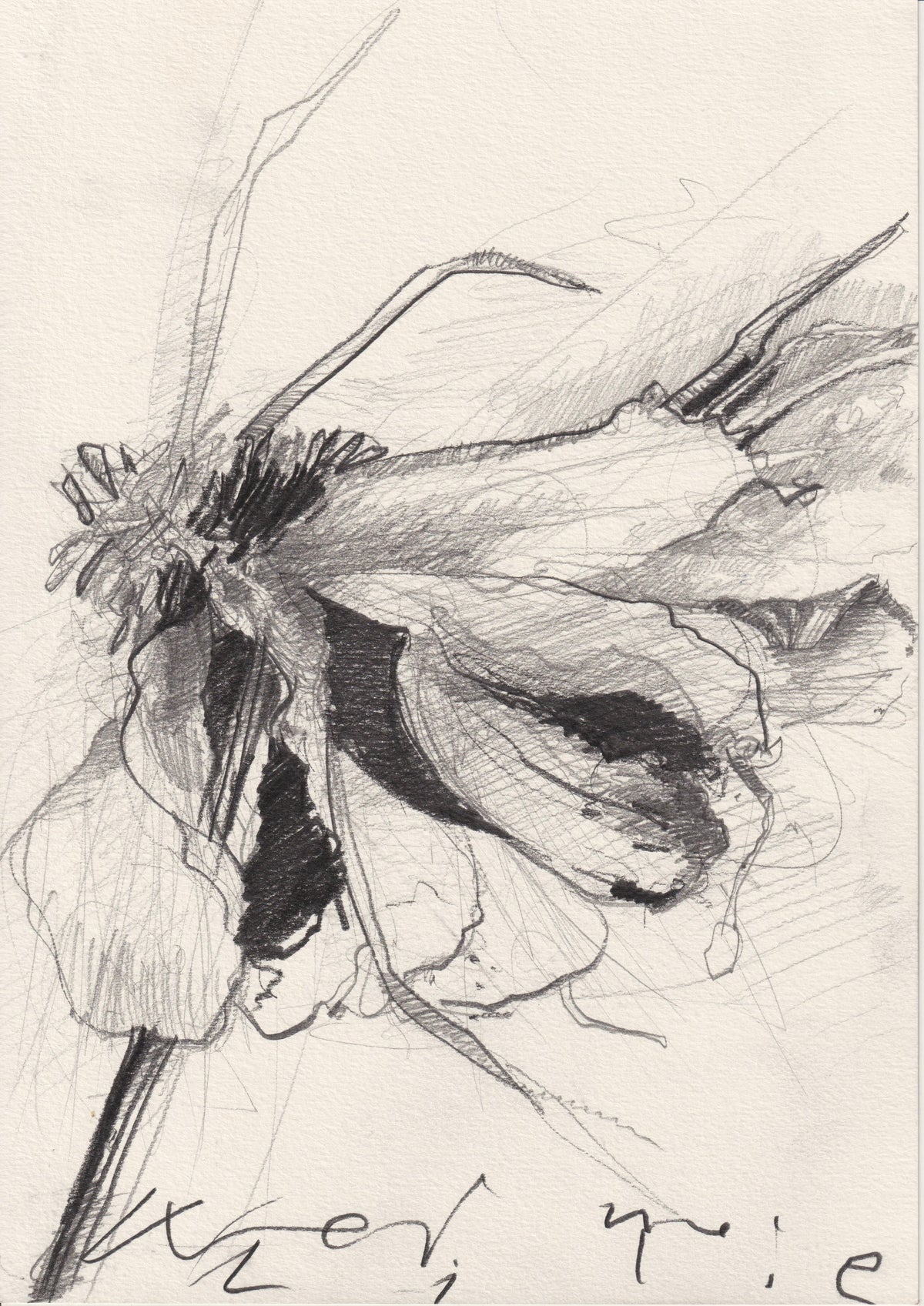 148 - FLY ON FLOWER